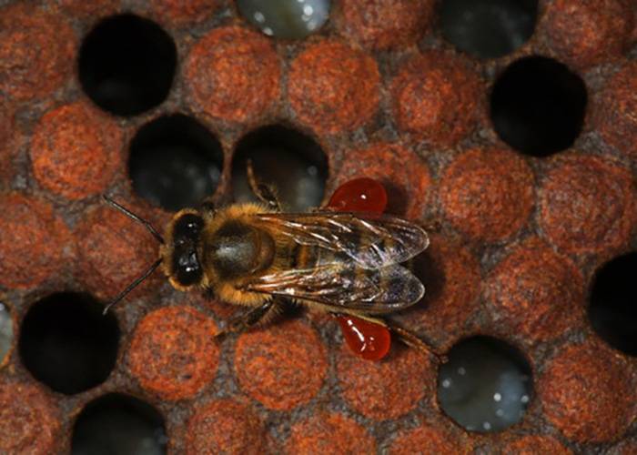 Инфекционные и вирусные болезни пчел — признаки и лечение