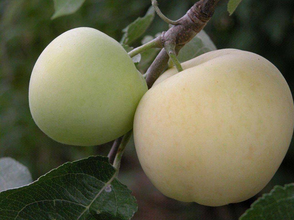 Яблоня белый налив: описание сорта и его фото, размножение и уход, когда созревают selo.guru — интернет портал о сельском хозяйстве