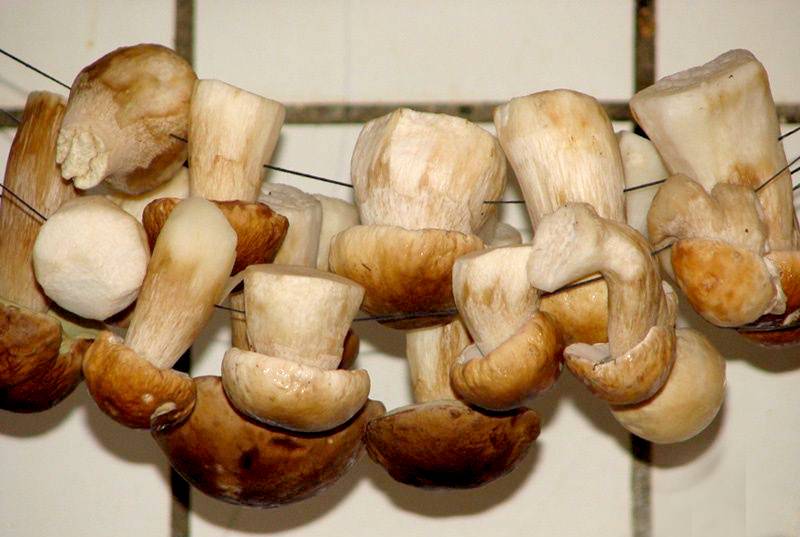 Как сушить грибы и как правильно хранить сушеные грибы