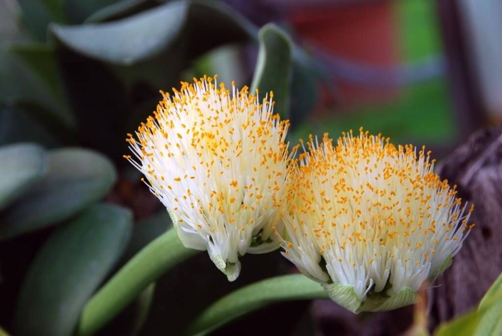 Гемантус: уход в домашних условиях (в т.ч. за белоцветковым), что делать не цветет и другие болезни комнатного цветка