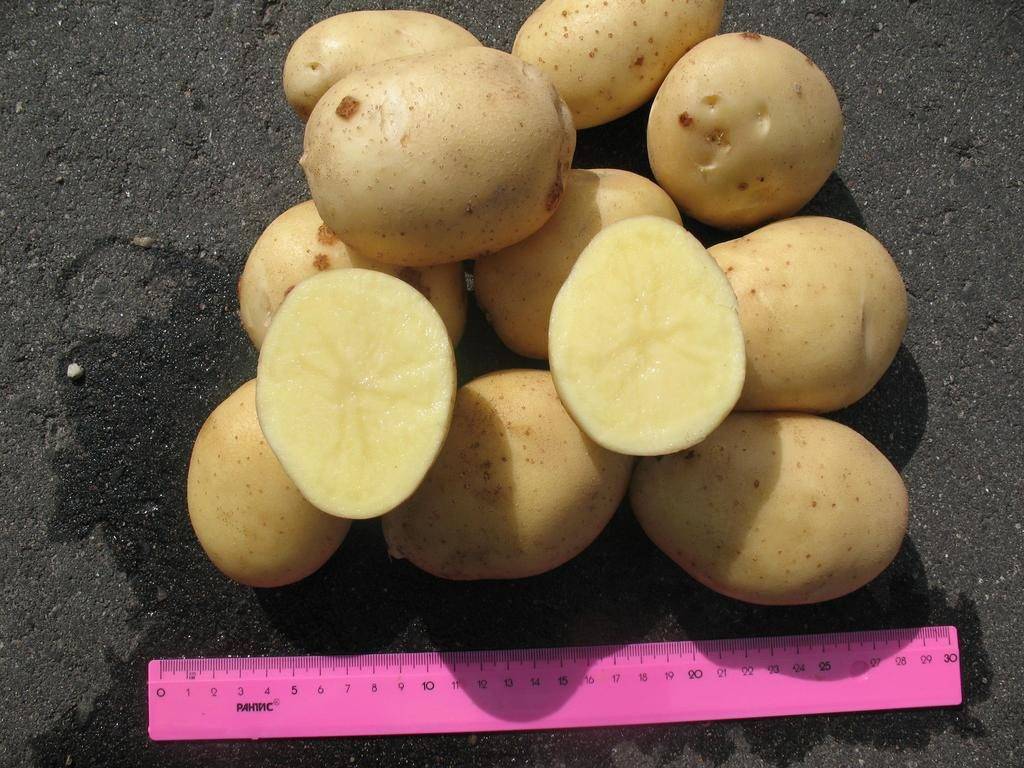 Сорт картофеля лабадия: фото, отзывы, описание, характеристики