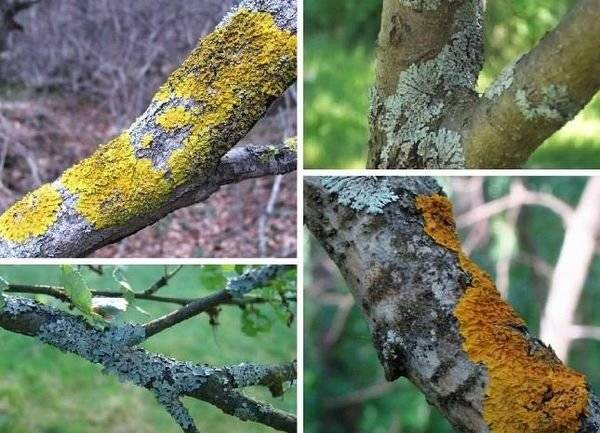 Мхи или лишайники на яблоне и других старых деревьях: нужно ли и как лучше бороться
