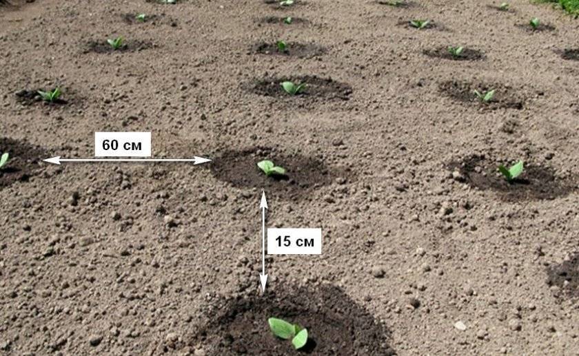 Как правильно садить кабачки в открытый грунт семенами картинки
