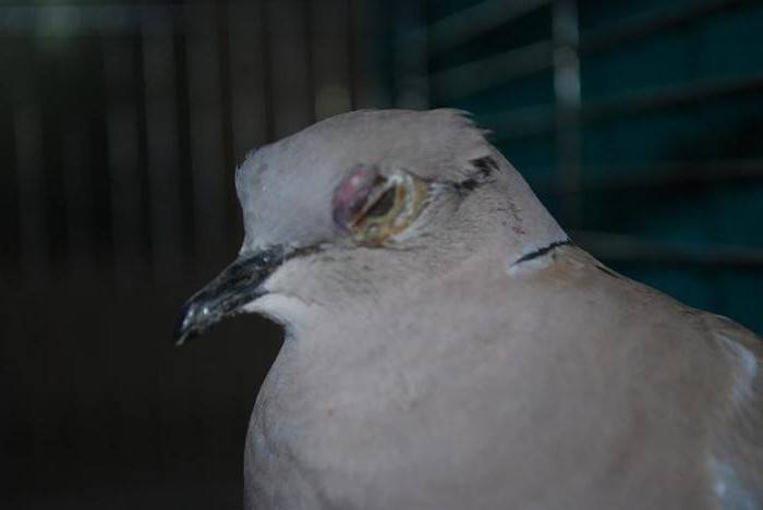Заболевания голубей и их лечение