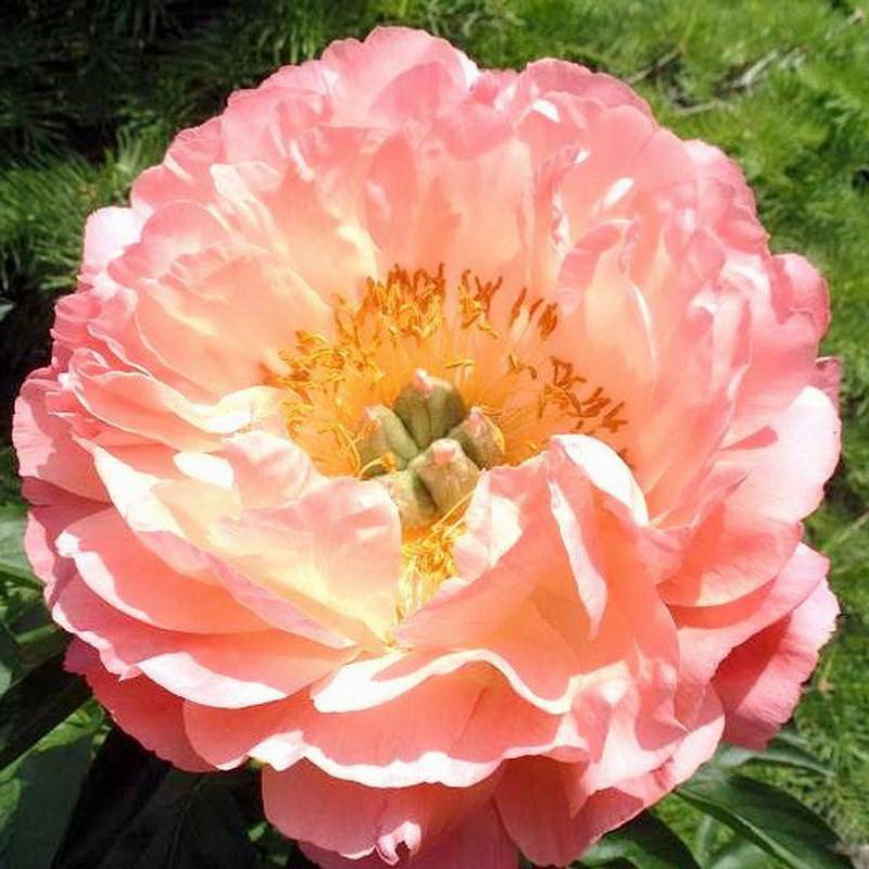 Пион корал шарм (paeonia coral charm) — особенности размножения сорта