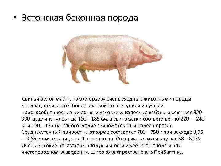Что можно давать свиньям?