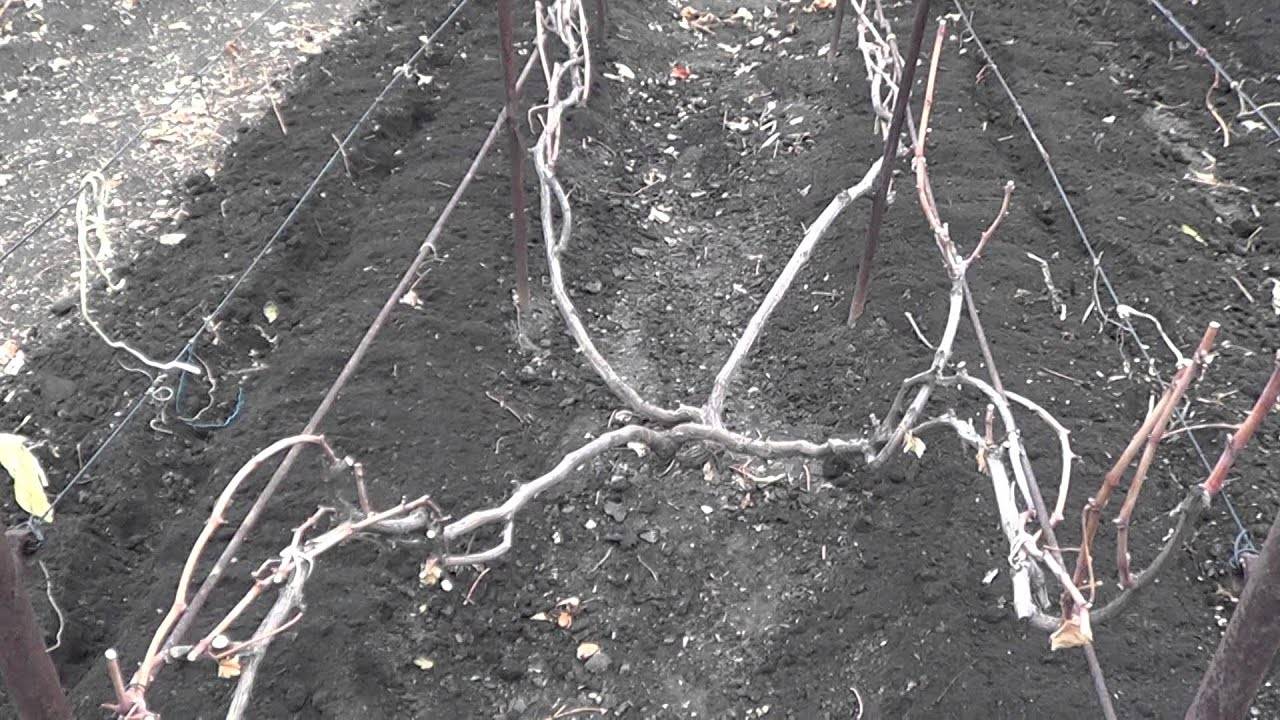 Укрытие винограда на зиму: личный опыт олены непомнящей