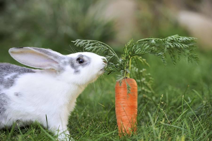 Чем питается заяц в природе | чем питаются зайцы в лесу зимой и летом