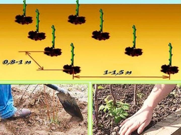 Схема посадки малины ремонтантной ряды кустов