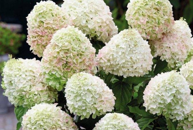 Гортензия метельчатая саммер лав (hydrangea paniculata summer love): описание низкорослого сорта, посадка и уход, выращивание