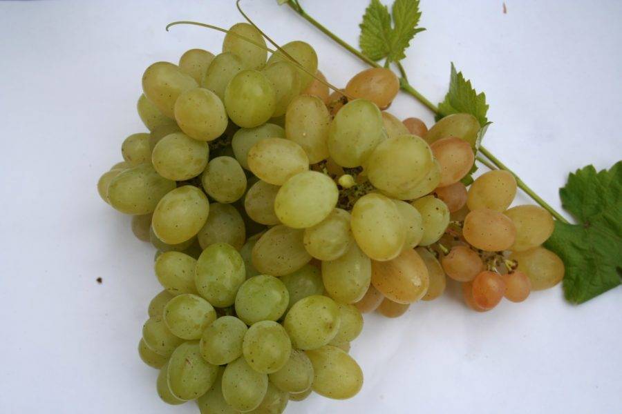 Описание сортов винограда позднего срока созревания фото