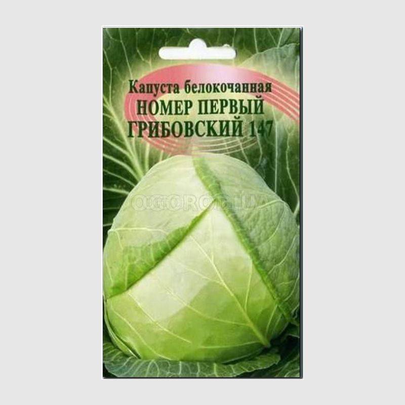 Ранняя капуста грибовская: характеристика, описание и фото сорта