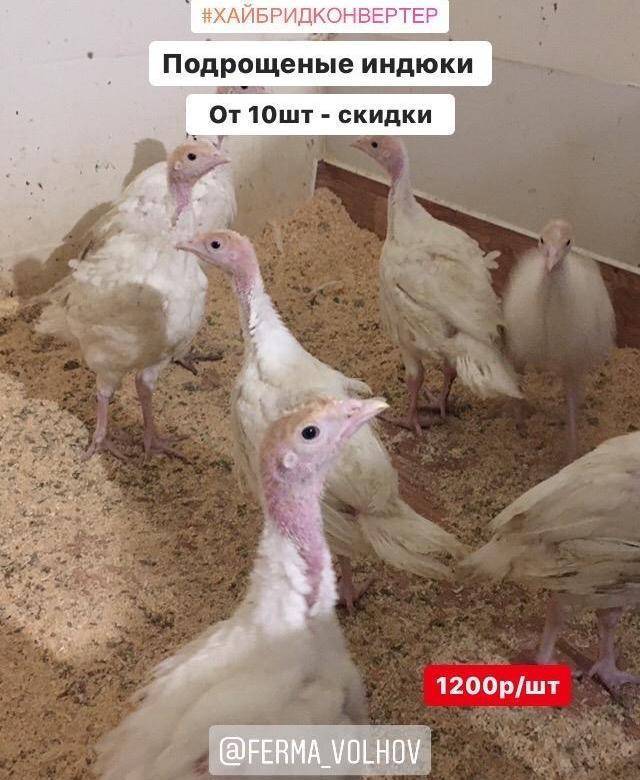 Индюки хайбрид конвертер