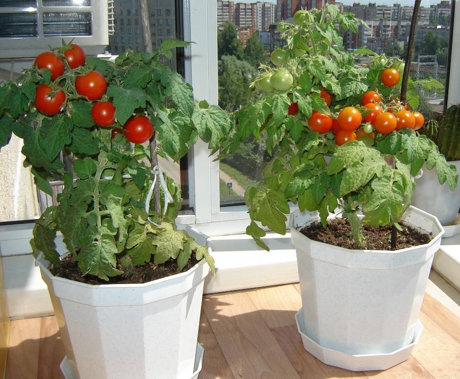 Можно ли на балконе вырастить помидоры черри 2021