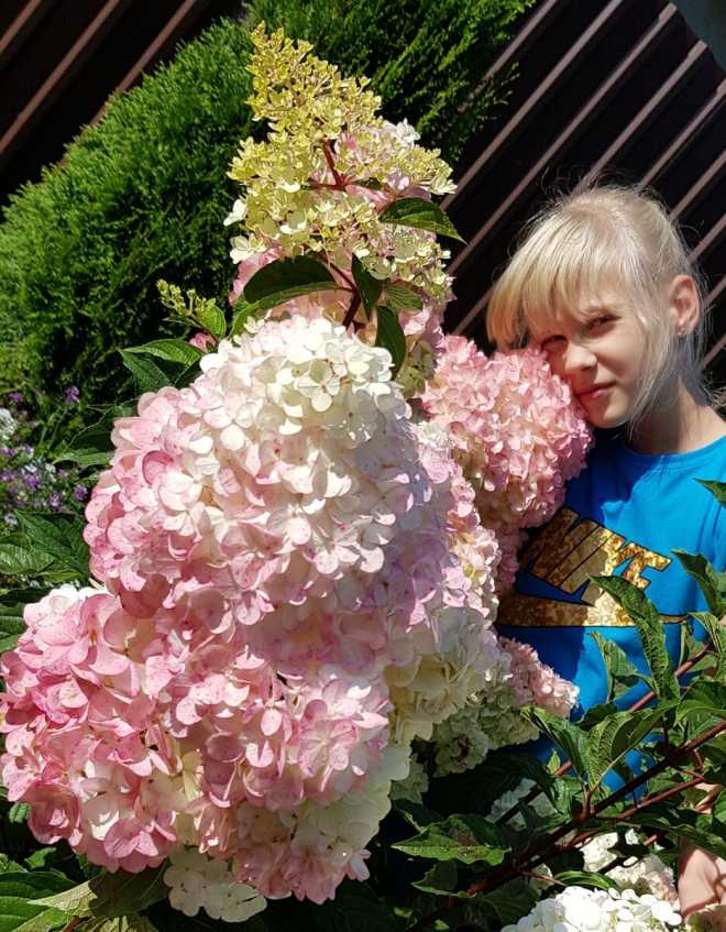 Весенняя и летняя подкормка гортензии в саду для активного роста и красивого цветения