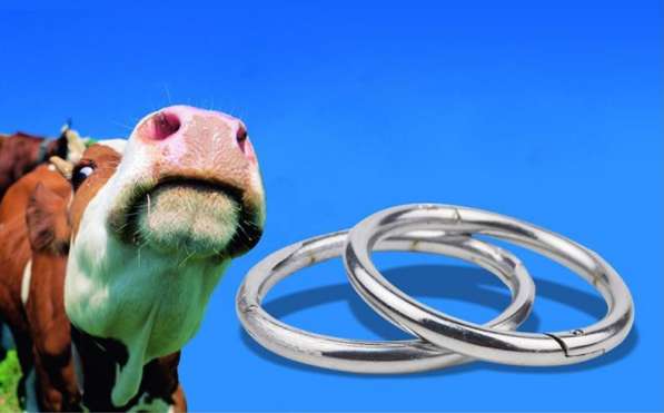 ✅ зачем быку вставляют кольцо в нос - питомник46.рф