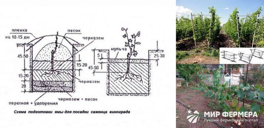 Яма для винограда схема и размеры в сибири