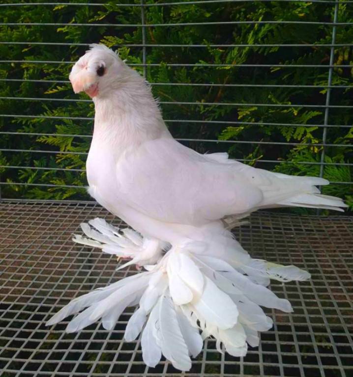 Все о декоративных голубях: описания пород, фото и видео