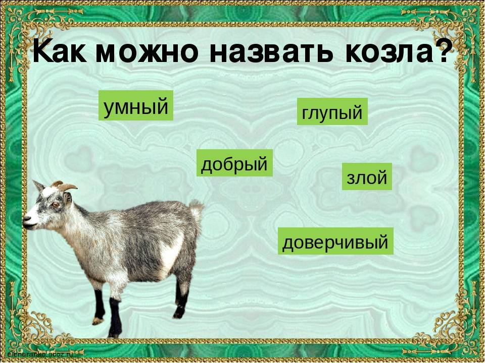 Назови клички животных. Имя для козы. Имя для козлёнка. Клички козлят. Кличка козленка.