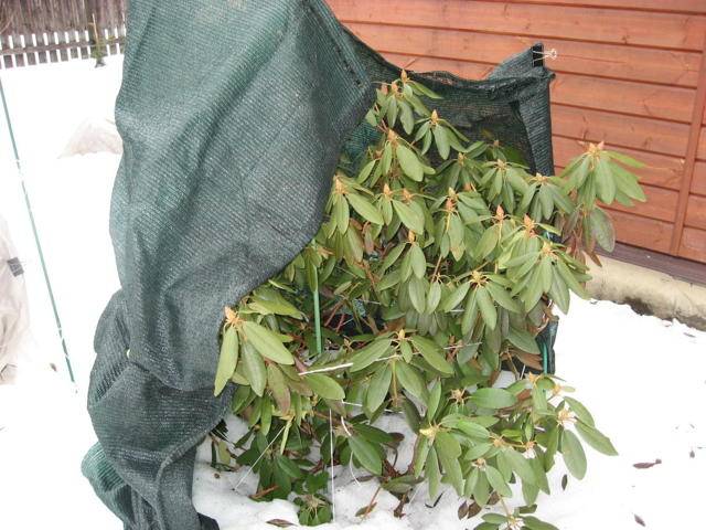Когда укрывать рододендрон на зиму. как укрыть на зиму вечнозеленые рододендроны? | дачная жизнь