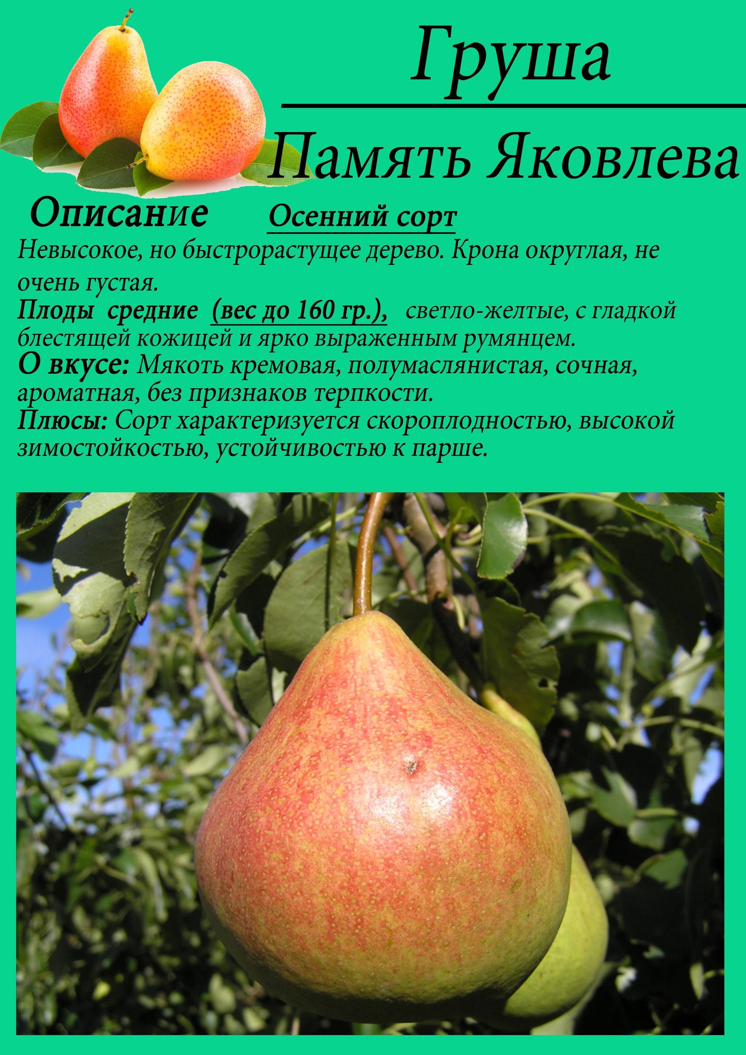 Сорта груш для московской области с фото и описанием
