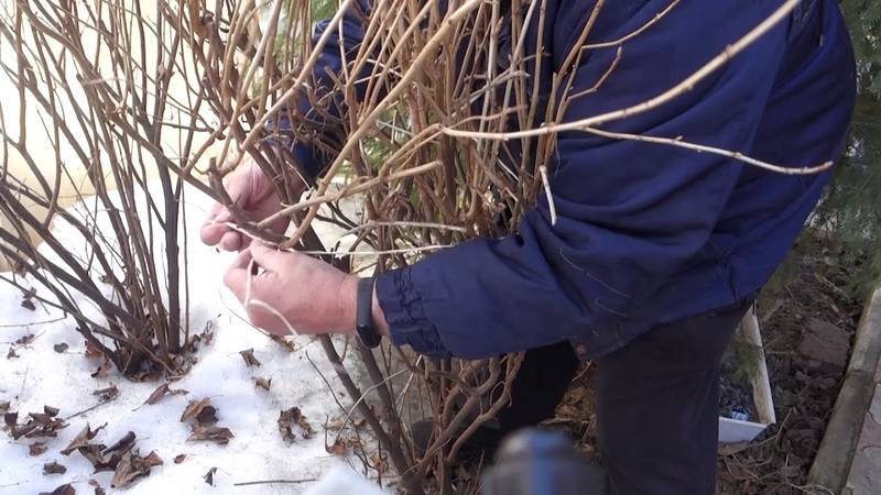 Лайфхак для садоводов: как правильно полить смородину кипятком весной и что это даст
