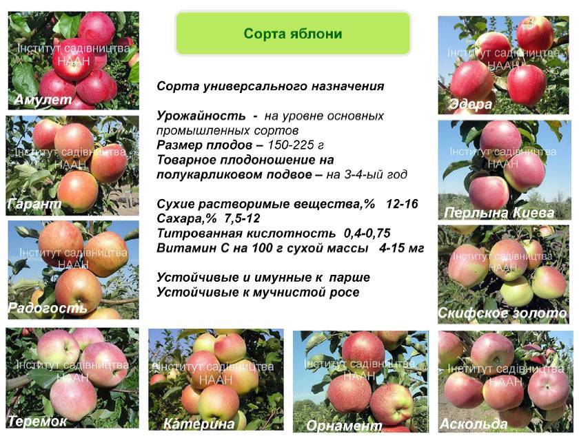 Лучшие 10 сортов яблонь для средней полосы. список названий с описаниями и фото — ботаничка