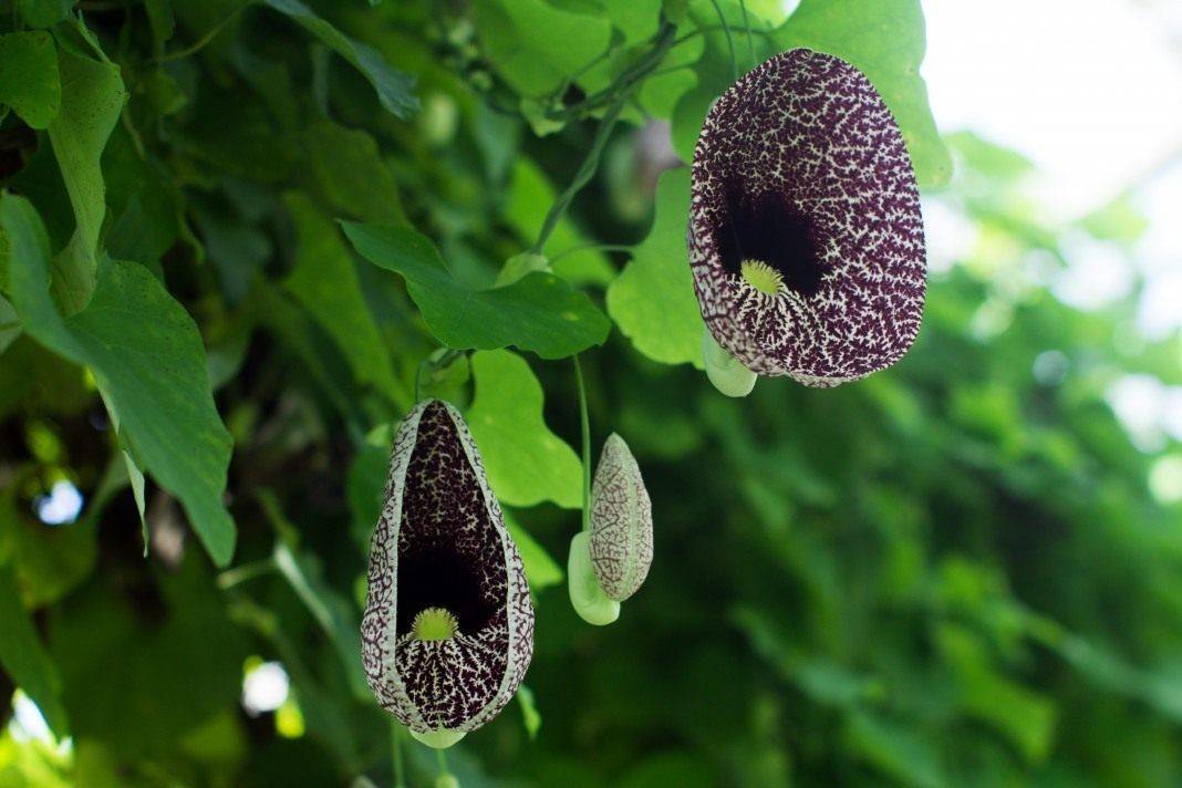 Кирказон — экзотическое украшение сада