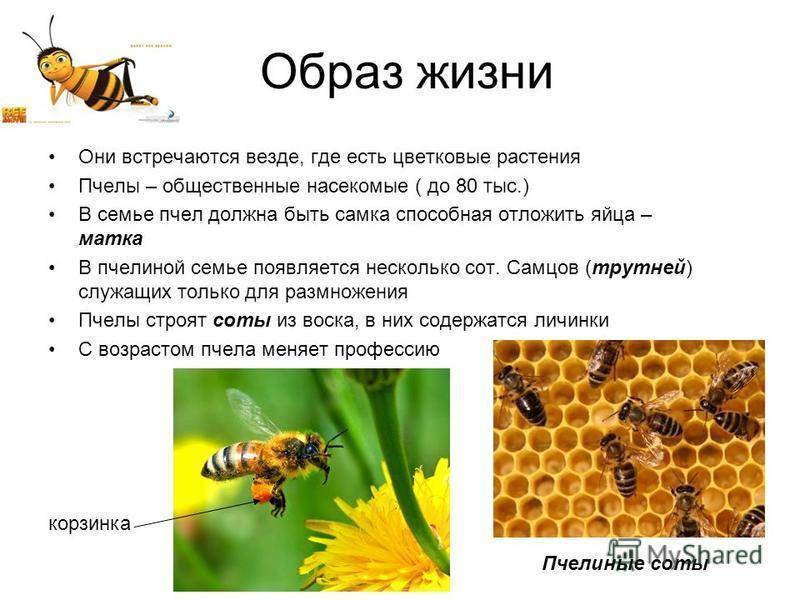 Состав пчелиной семьи: сколько пчел в одном улье, устройство пчелосемьи