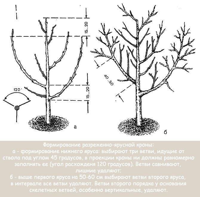 Формирование кроны груши весной для начинающих схема