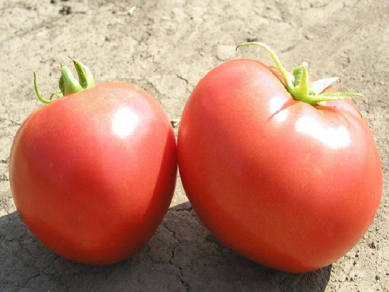 Сортовые особенности томата первоклашка