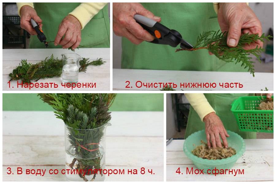 Размножение хвойных растений черенками зимой — это просто. фото — ботаничка.ru