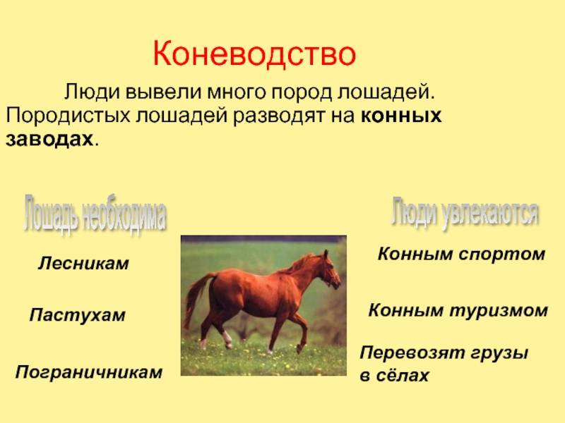 Как разводить лошадей?