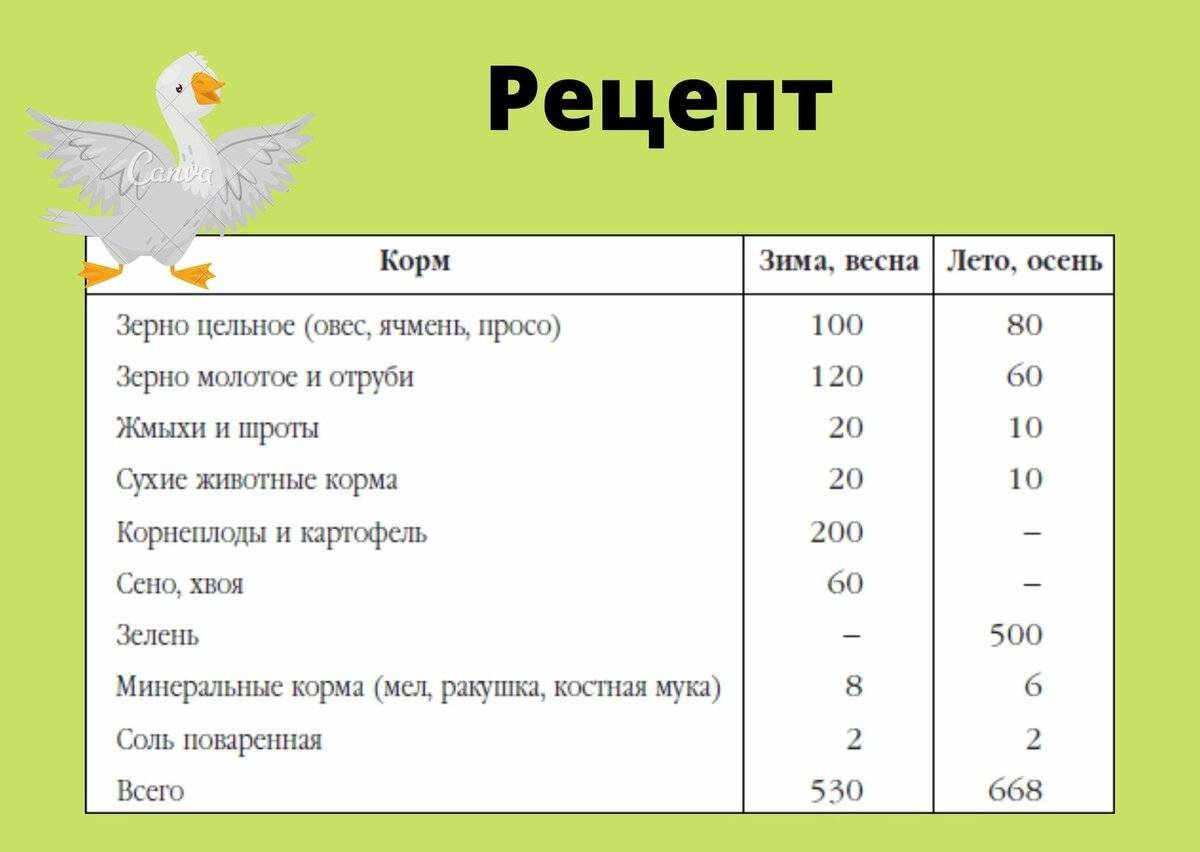 Схема пропойки гусят с первых дней жизни