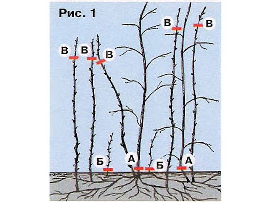 Обрезка ремонтантной малины весной для начинающих в картинках