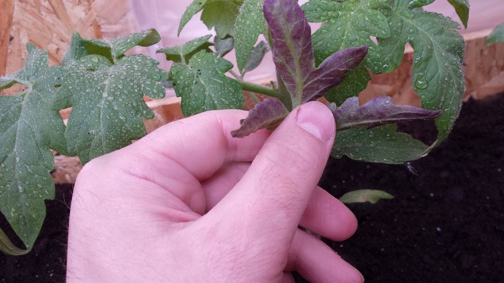 Что делать если листья рассады томатов становятся фиолетовыми