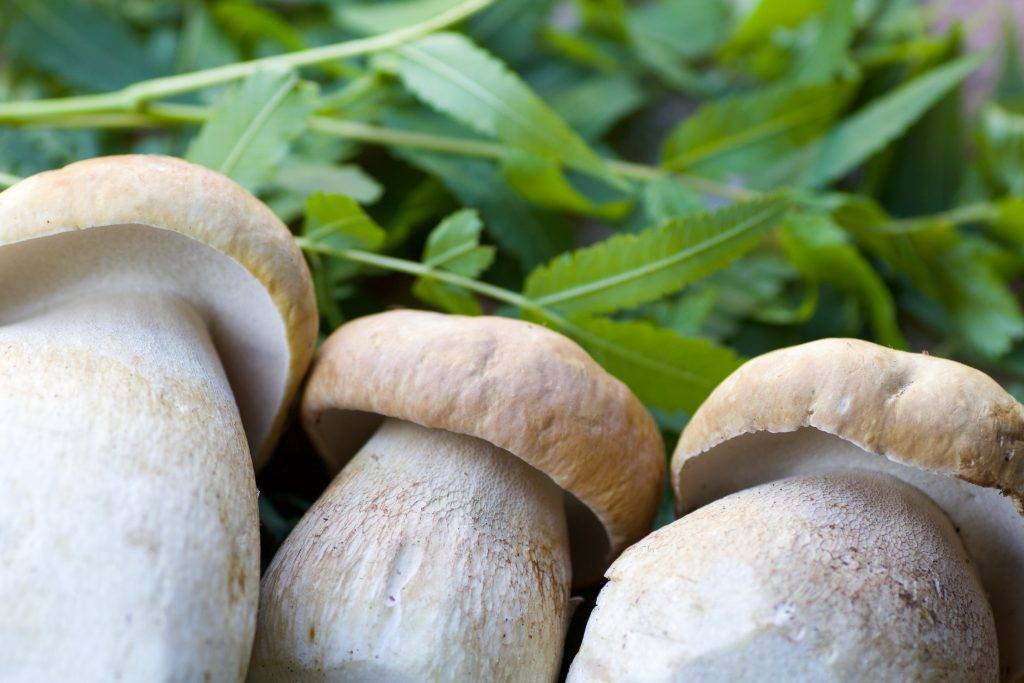 Осенние грибы — когда и какие пойдут, как отличить от опасных двойников