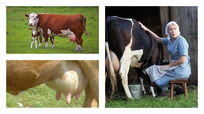 Разведение крс | оптимальное время и кратность осеменения коров