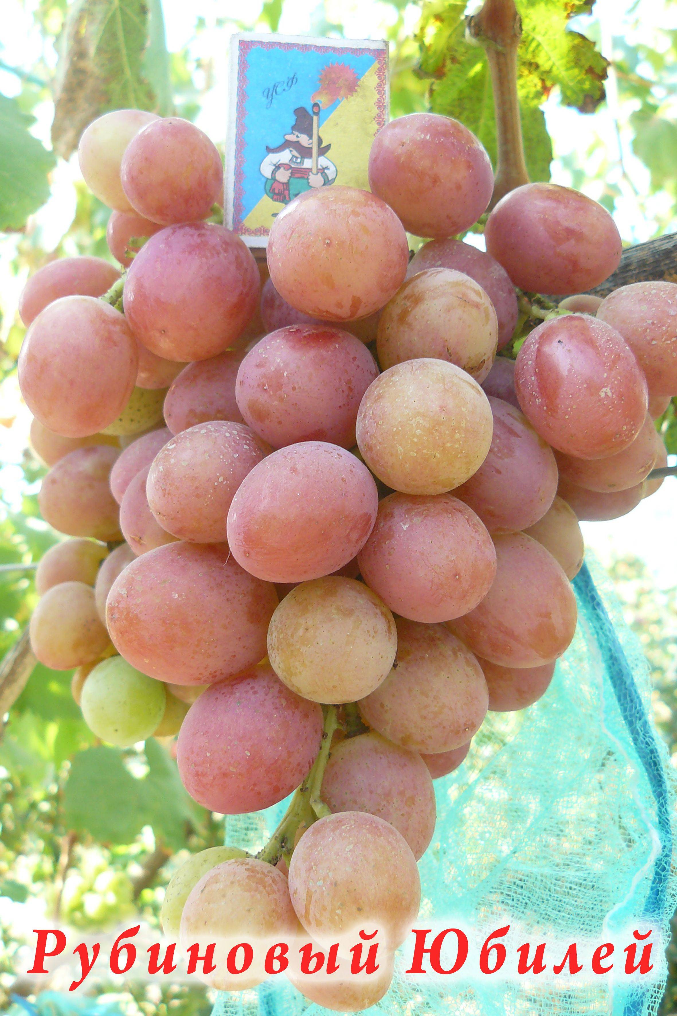 сорт винограда юбилей новочеркасска фото