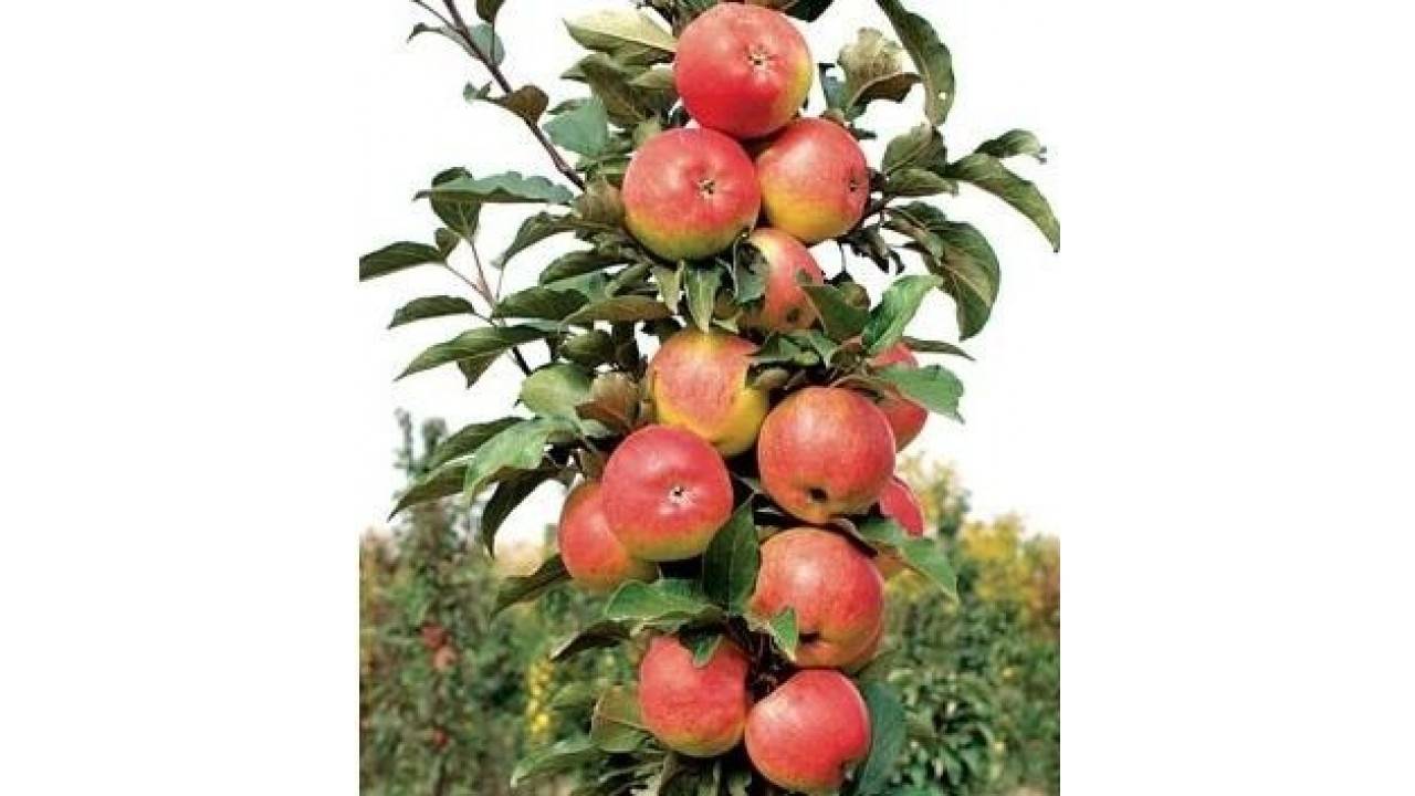 Яблоня васюган колоновидная: описание и характеристика сорта