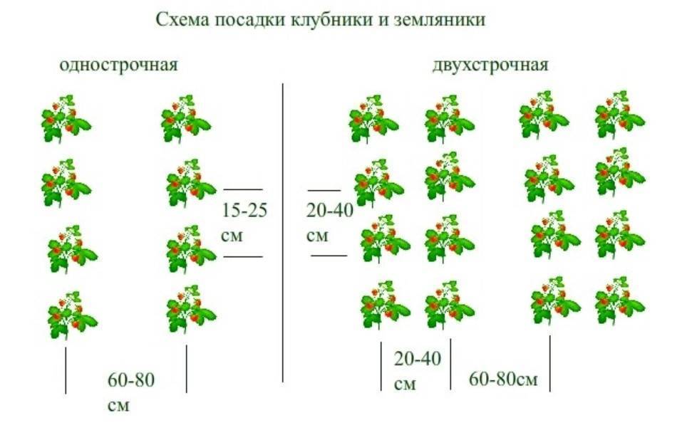 Кольраби гигант схема посадки