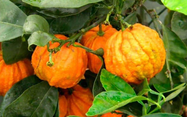 Горький апельсин (померанец, бигардия): масло, экстракт померанца, применение фрукта для похудения, свойства