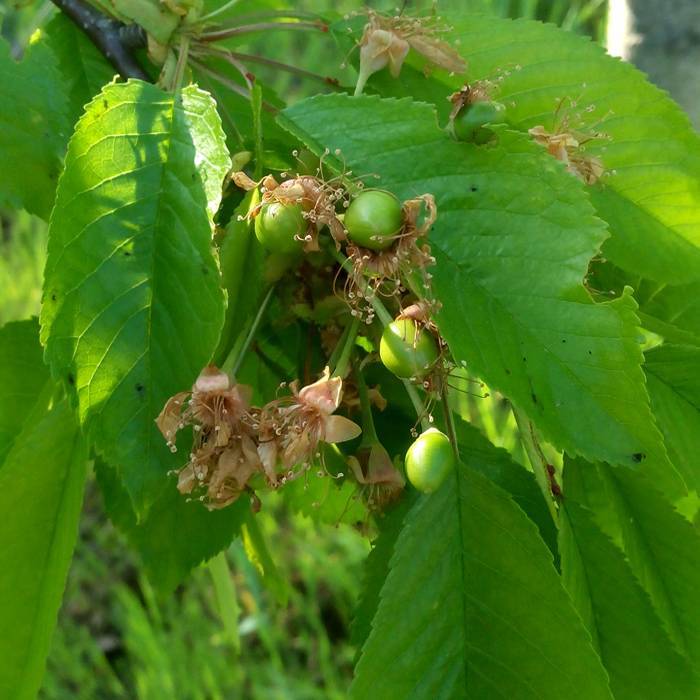 Как цветет грецкий орех и образуется плод фото