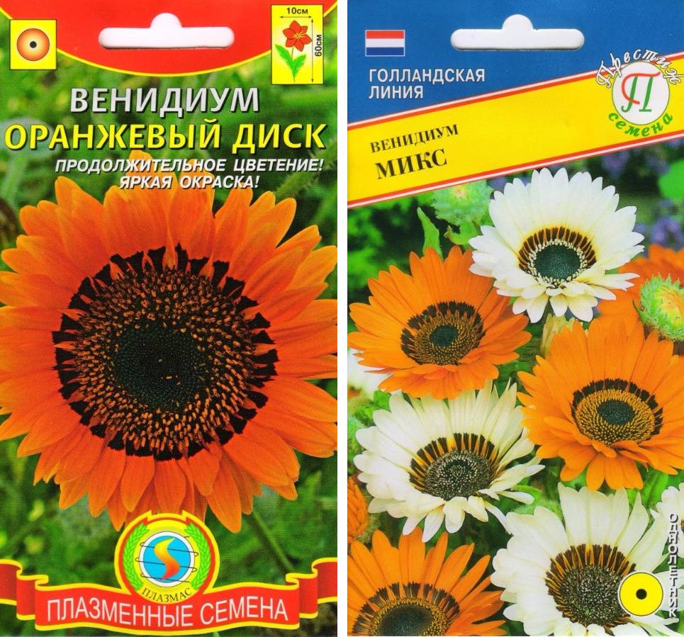 Венидиум: посадка, выращивание из семян, уход + фото
