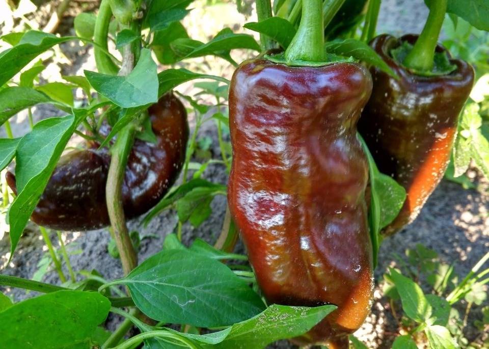 Лучшие сорта перцев: самые вкусные и урожайные