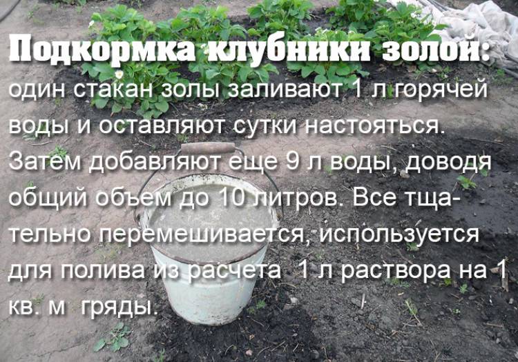 ✅ подкормка клубники во время цветения и плодоношения, чем подкормить клубнику для хорошего урожая