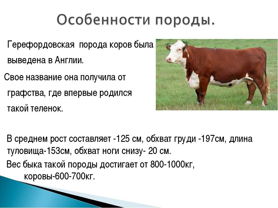 Удачный выбор для частного или фермерского хозяйства — коровы «симментальской» породы