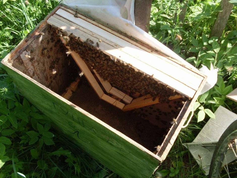 Пчелопакеты: что это такое, пчелиные пакеты (бакфаст, среднерусская)