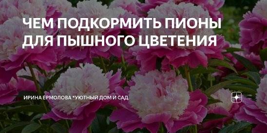 Все о подкормке пионов: чем удобрять до и во время бутонизации для обильного цветения