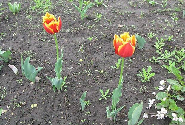 Как пересаживать тюльпаны весной чтобы они цвели